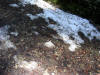 neige de printemps  spring's snow