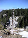 un drole d'arbre au creux du van  a funny tree on the top of Creux du Van