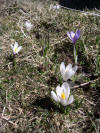 petites fleurs des hautes altitudes...